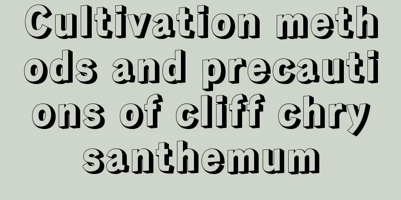 Cultivation methods and precautions of cliff chrysanthemum