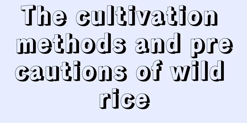 The cultivation methods and precautions of wild rice