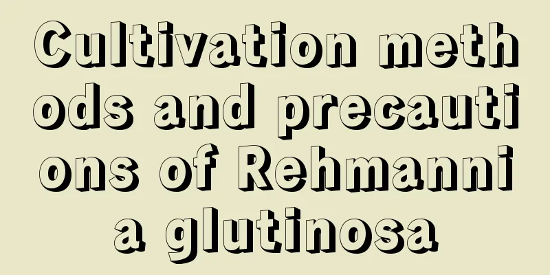 Cultivation methods and precautions of Rehmannia glutinosa