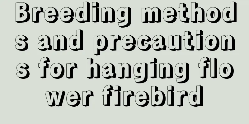 Breeding methods and precautions for hanging flower firebird