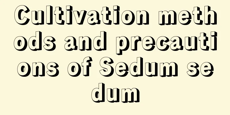 Cultivation methods and precautions of Sedum sedum