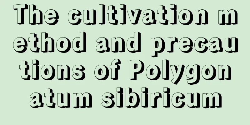 The cultivation method and precautions of Polygonatum sibiricum