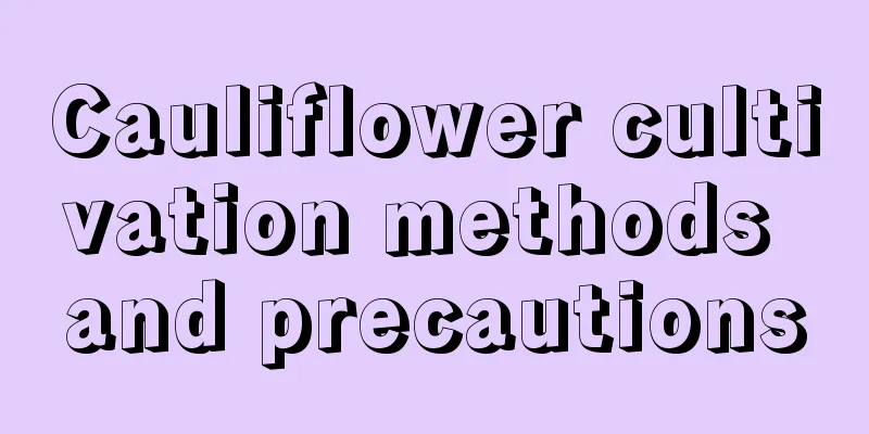 Cauliflower cultivation methods and precautions