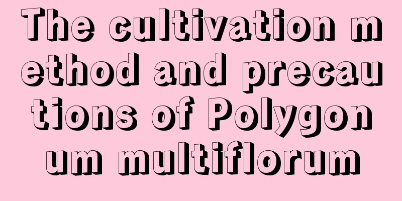 The cultivation method and precautions of Polygonum multiflorum