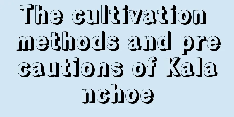 The cultivation methods and precautions of Kalanchoe