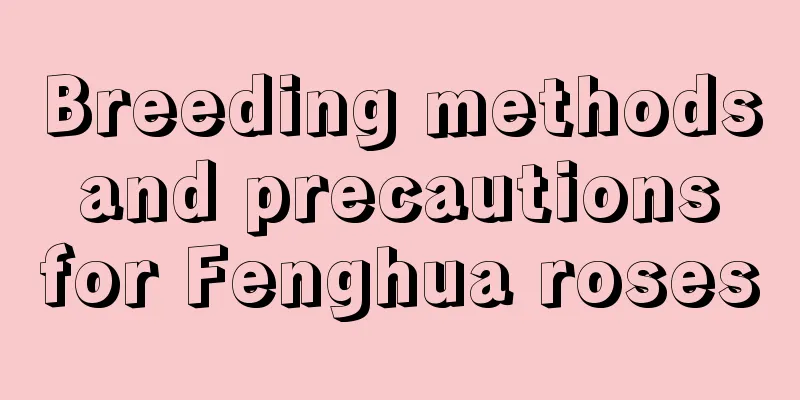 Breeding methods and precautions for Fenghua roses