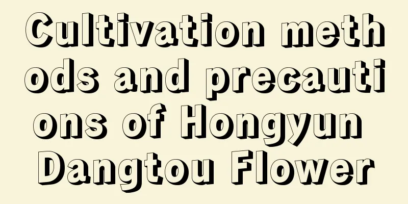 Cultivation methods and precautions of Hongyun Dangtou Flower