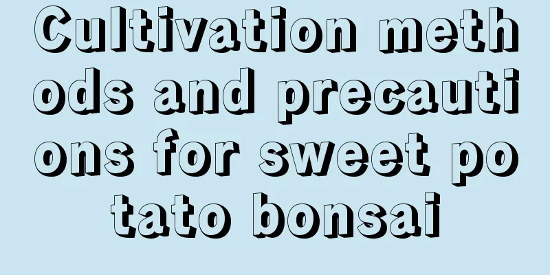 Cultivation methods and precautions for sweet potato bonsai