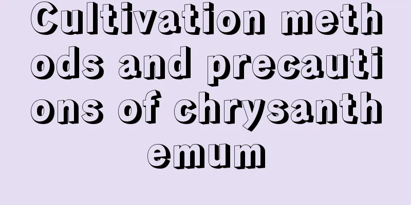 Cultivation methods and precautions of chrysanthemum