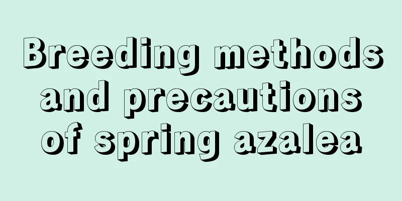 Breeding methods and precautions of spring azalea