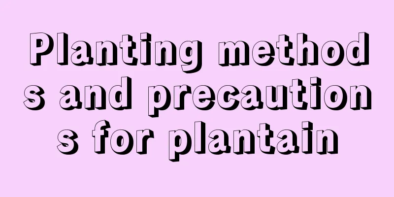 Planting methods and precautions for plantain