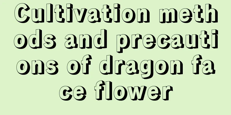 Cultivation methods and precautions of dragon face flower