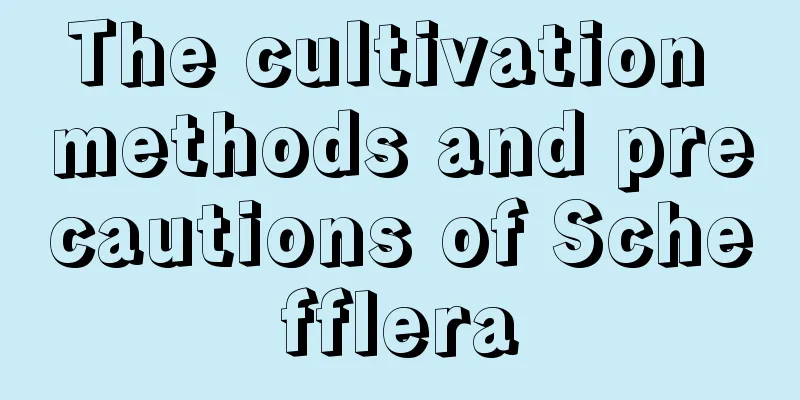 The cultivation methods and precautions of Schefflera