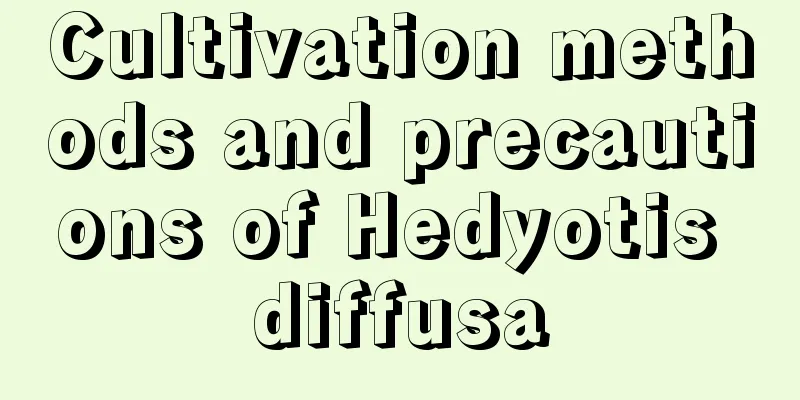 Cultivation methods and precautions of Hedyotis diffusa