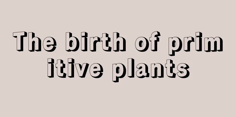 The birth of primitive plants