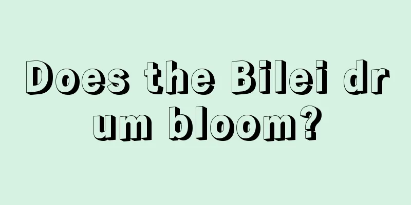 Does the Bilei drum bloom?