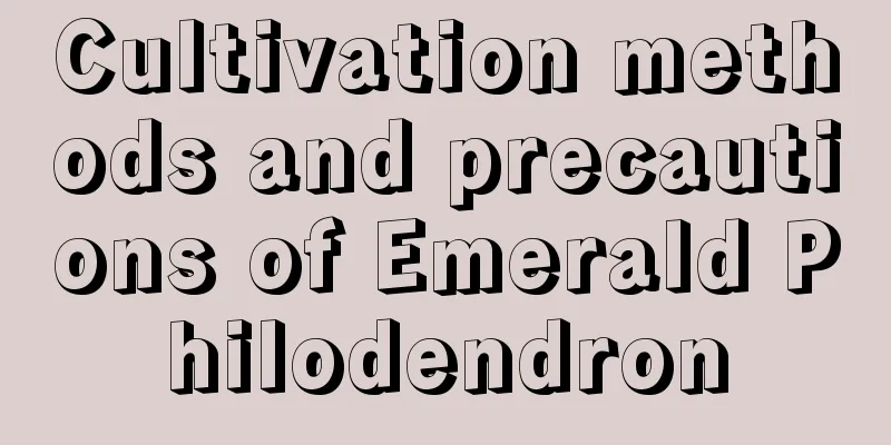 Cultivation methods and precautions of Emerald Philodendron