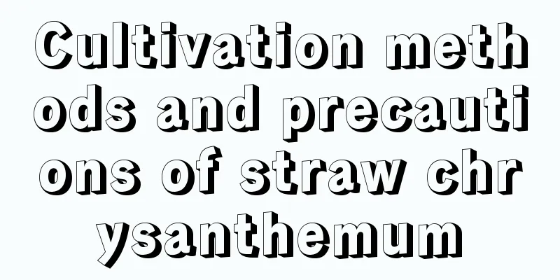 Cultivation methods and precautions of straw chrysanthemum