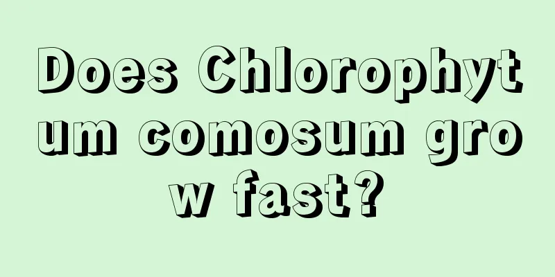 Does Chlorophytum comosum grow fast?