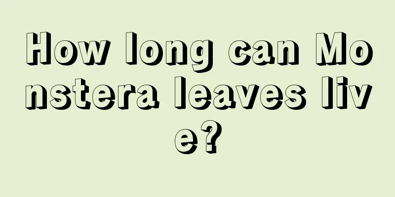 How long can Monstera leaves live?