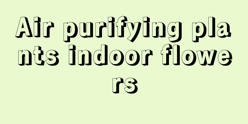 Air purifying plants indoor flowers