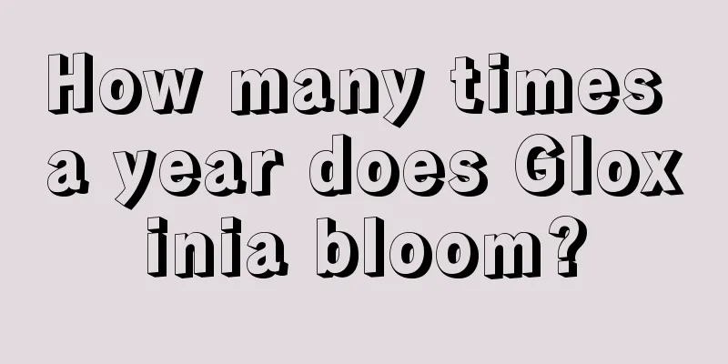 How many times a year does Gloxinia bloom?