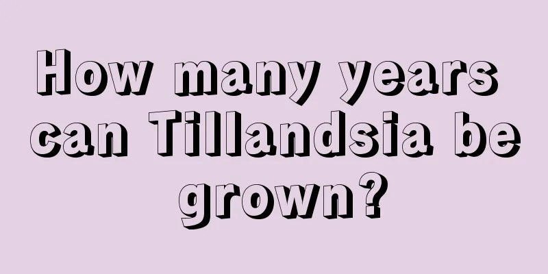 How many years can Tillandsia be grown?