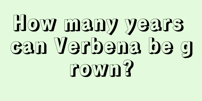 How many years can Verbena be grown?