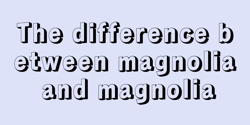 The difference between magnolia and magnolia