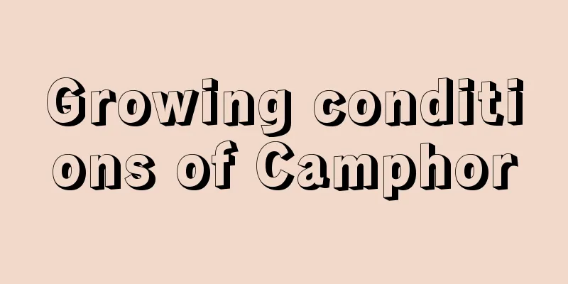 Growing conditions of Camphor