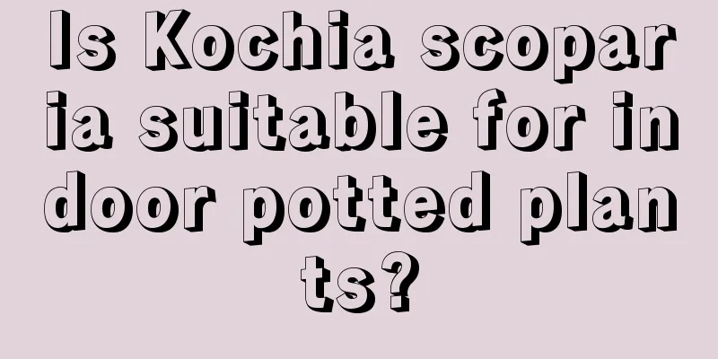 Is Kochia scoparia suitable for indoor potted plants?