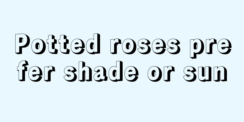 Potted roses prefer shade or sun