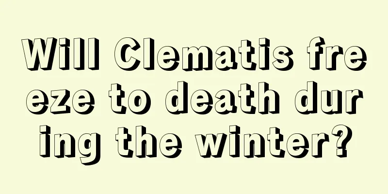 Will Clematis freeze to death during the winter?