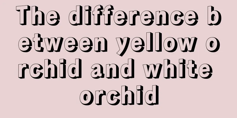 The difference between yellow orchid and white orchid