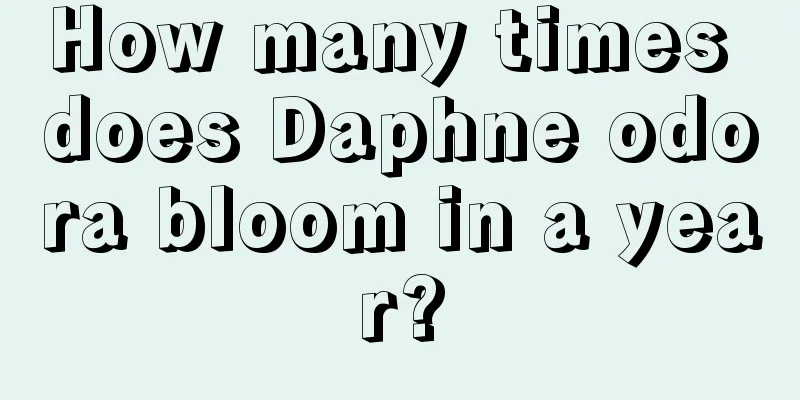 How many times does Daphne odora bloom in a year?