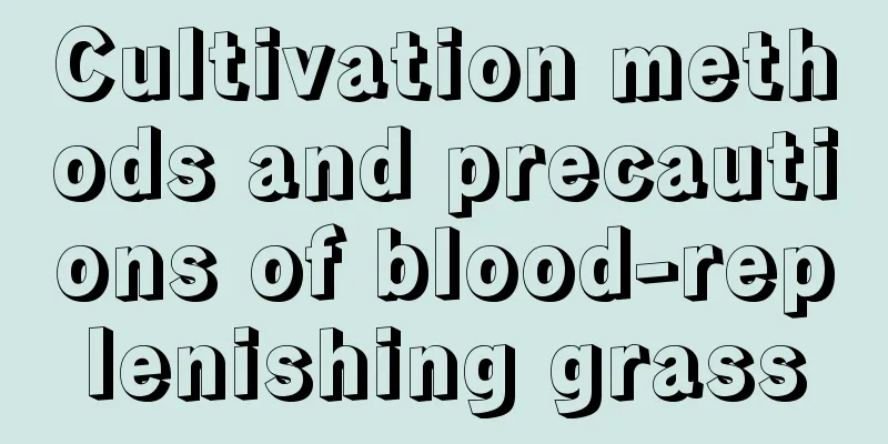 Cultivation methods and precautions of blood-replenishing grass