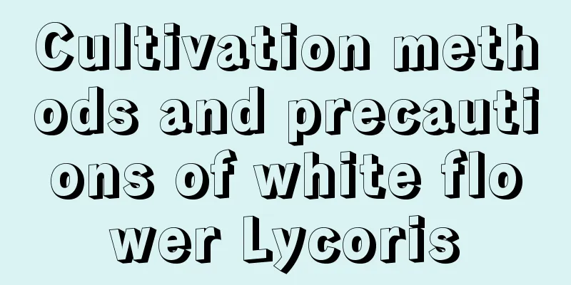 Cultivation methods and precautions of white flower Lycoris