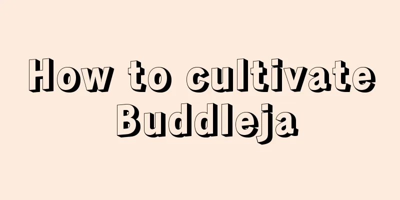 How to cultivate Buddleja