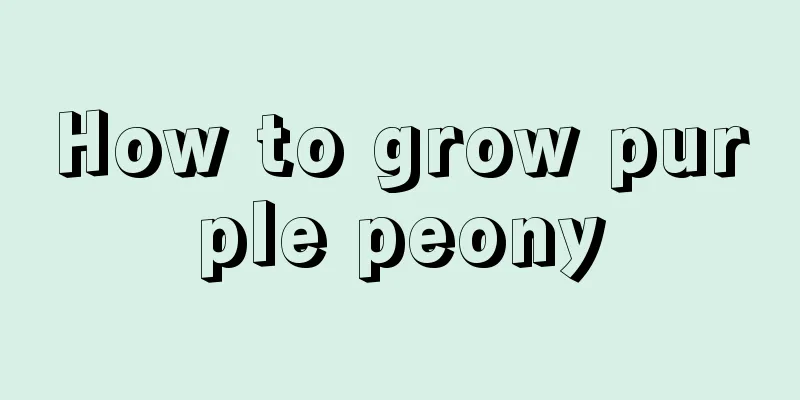 How to grow purple peony