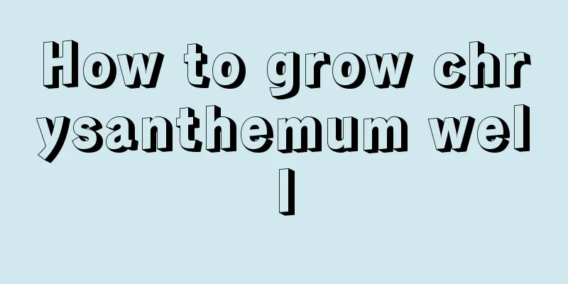 How to grow chrysanthemum well