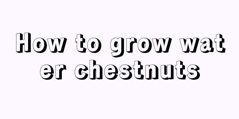 How to grow water chestnuts