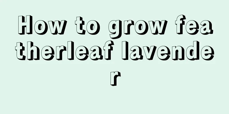 How to grow featherleaf lavender