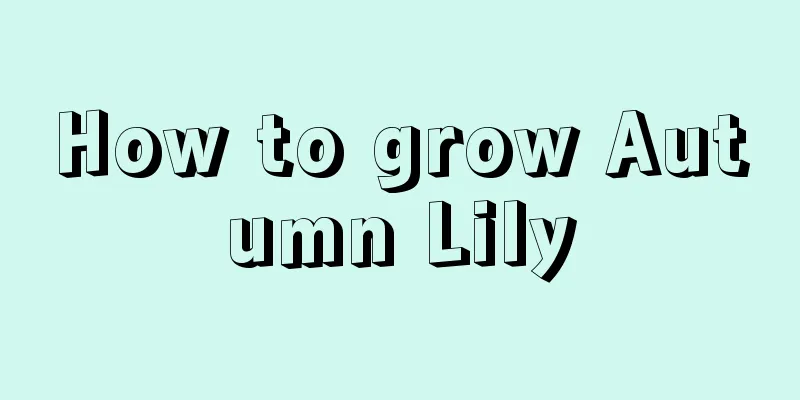 How to grow Autumn Lily