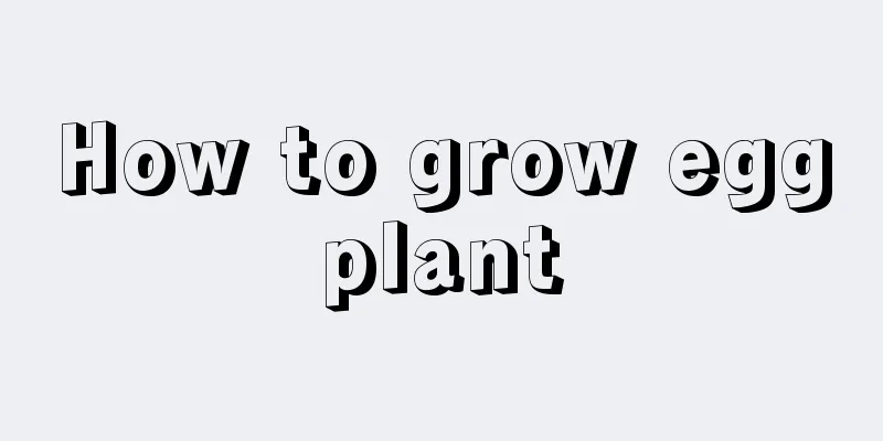 How to grow eggplant