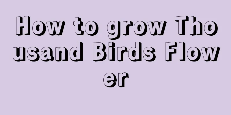 How to grow Thousand Birds Flower