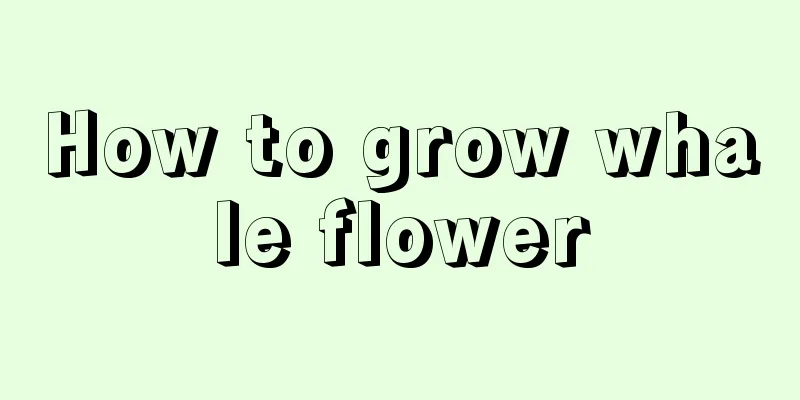 How to grow whale flower