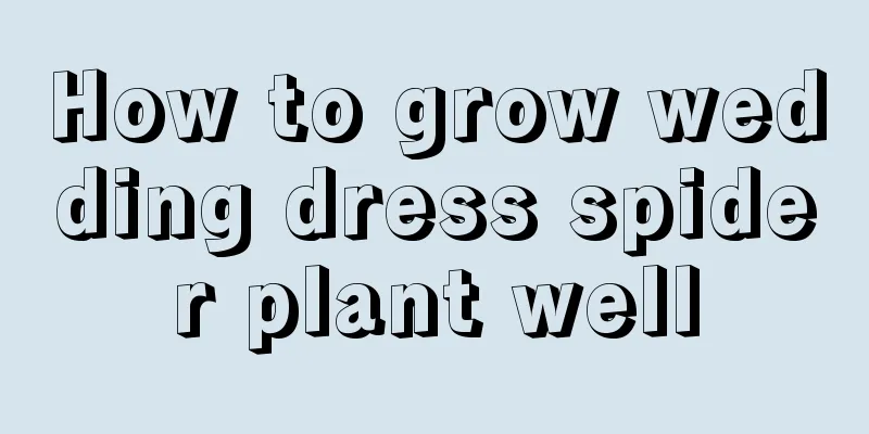 How to grow wedding dress spider plant well