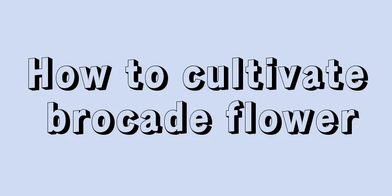 How to cultivate brocade flower