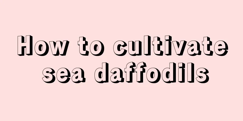 How to cultivate sea daffodils