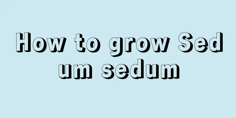 How to grow Sedum sedum